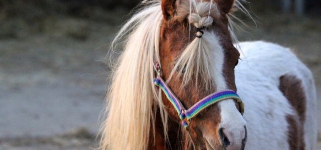 Fokkerij mini paarden